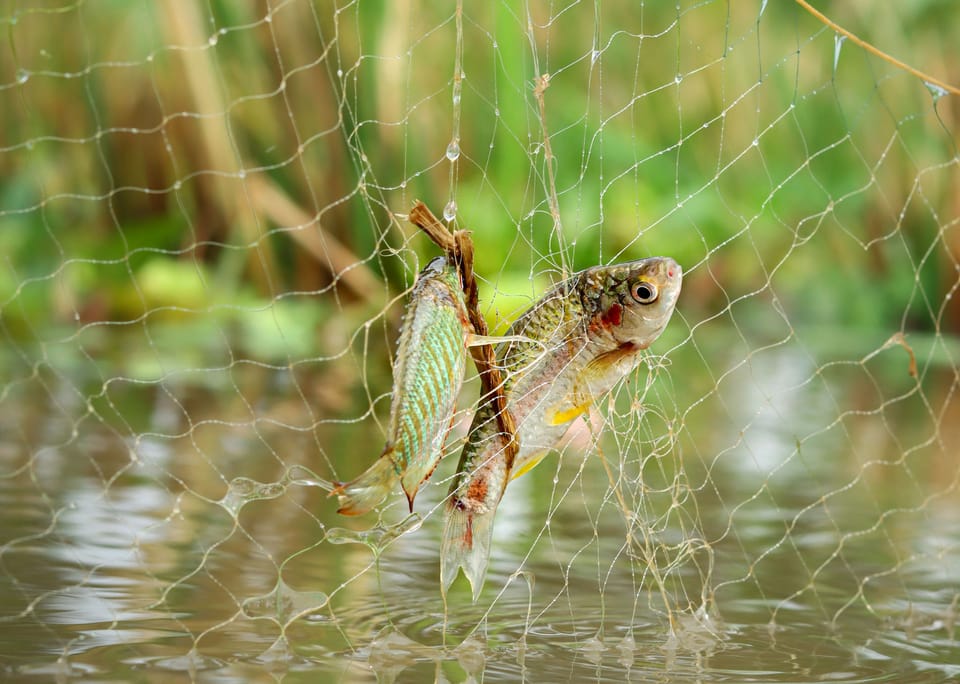 Zwei Fische gefangen im Netz